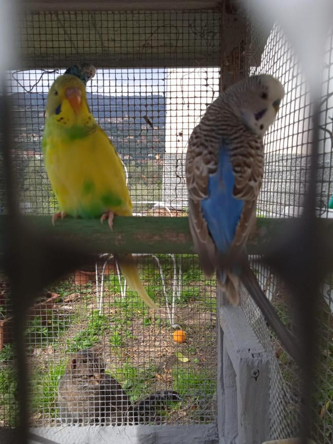 Villa Imperia Dış mekan fotoğraf